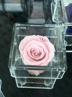 peach forever rose last years in acrylic box