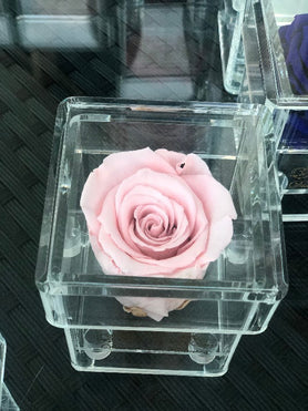 peach forever rose last years in acrylic box