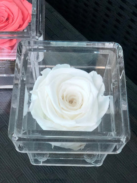 white forever rose that last years in acrylic box